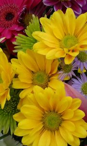 Preview wallpaper gerbera, chrysanthemums, flowers, bouquet, bright, colorful, close-up