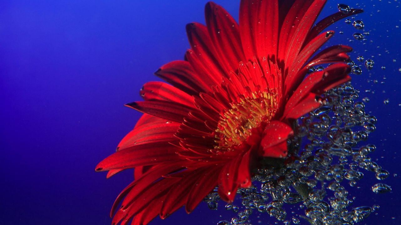 Wallpaper gerbera, close up, water, spray, drops