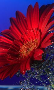 Preview wallpaper gerbera, close up, water, spray, drops