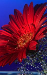 Preview wallpaper gerbera, close up, water, spray, drops