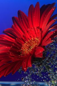 Preview wallpaper gerbera, close up, water, spray, drops