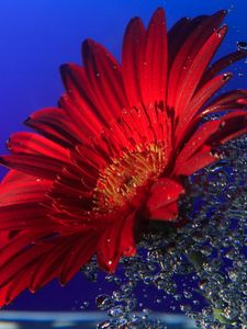 Preview wallpaper gerbera, close up, water, spray, drops