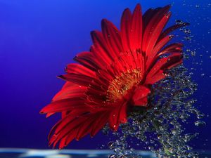 Preview wallpaper gerbera, close up, water, spray, drops