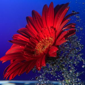 Preview wallpaper gerbera, close up, water, spray, drops