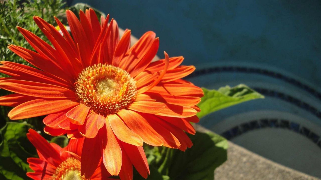 Wallpaper gerbera, couple, flowerbed, sunny