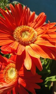 Preview wallpaper gerbera, couple, flowerbed, sunny