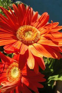 Preview wallpaper gerbera, couple, flowerbed, sunny