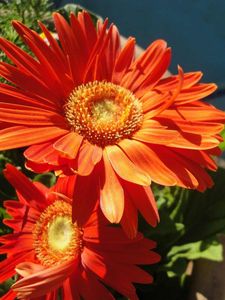 Preview wallpaper gerbera, couple, flowerbed, sunny