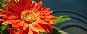 Preview wallpaper gerbera, couple, flowerbed, sunny