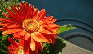 Preview wallpaper gerbera, couple, flowerbed, sunny