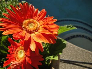 Preview wallpaper gerbera, couple, flowerbed, sunny