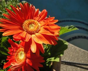 Preview wallpaper gerbera, couple, flowerbed, sunny