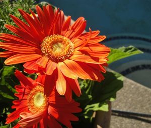 Preview wallpaper gerbera, couple, flowerbed, sunny