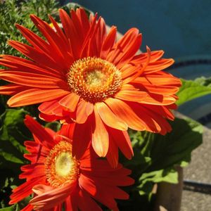 Preview wallpaper gerbera, couple, flowerbed, sunny