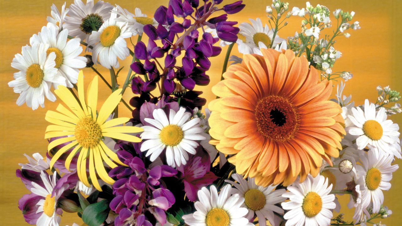 Wallpaper gerbera, daisies, flowers, bouquet, decoration, vase, beauty