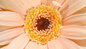 Preview wallpaper gerbera, daisy, flower