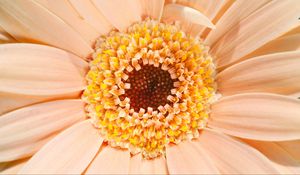 Preview wallpaper gerbera, daisy, flower