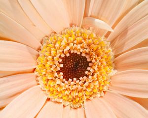 Preview wallpaper gerbera, daisy, flower