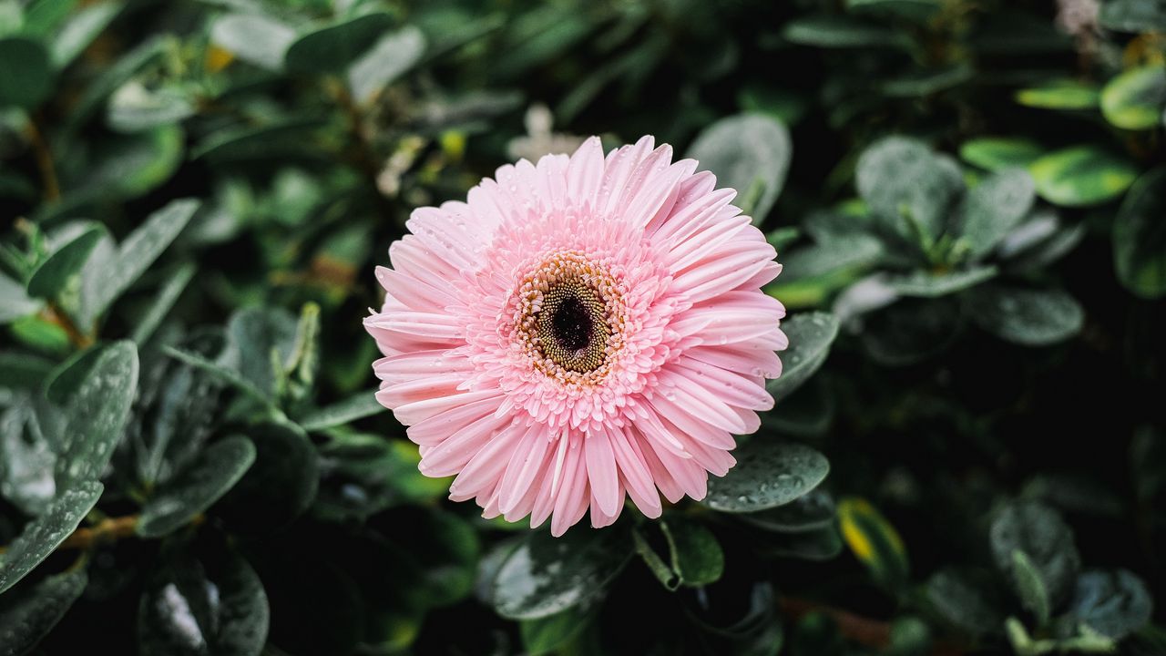 Wallpaper gerbera, dew, bud, petals