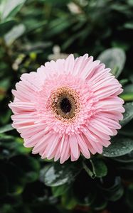 Preview wallpaper gerbera, dew, bud, petals