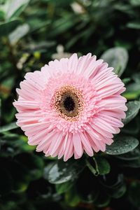 Preview wallpaper gerbera, dew, bud, petals