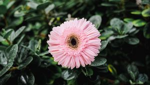 Preview wallpaper gerbera, dew, bud, petals