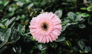 Preview wallpaper gerbera, dew, bud, petals