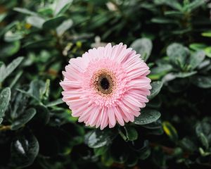 Preview wallpaper gerbera, dew, bud, petals