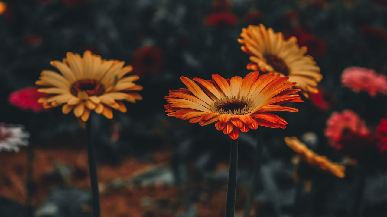 Wallpaper gerbera, flower, blur, stem