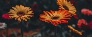 Preview wallpaper gerbera, flower, blur, stem