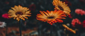 Preview wallpaper gerbera, flower, blur, stem