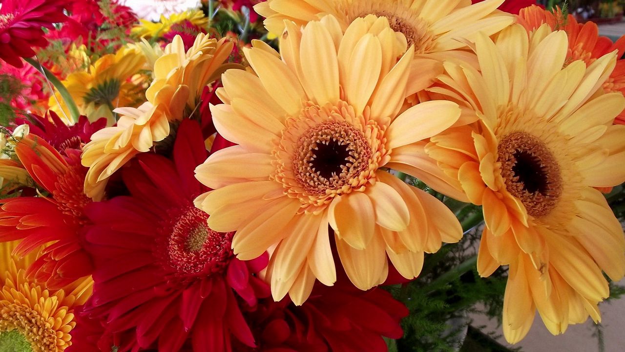 Wallpaper gerbera, flower, bouquet, bright, beautiful