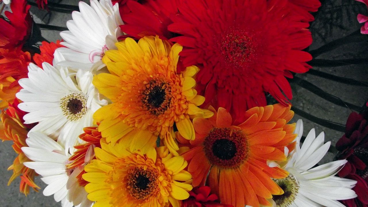 Wallpaper gerbera, flower, bouquet, different, bright