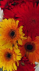 Preview wallpaper gerbera, flower, bouquet, different, bright