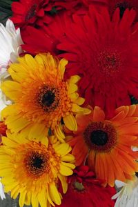 Preview wallpaper gerbera, flower, bouquet, different, bright