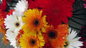 Preview wallpaper gerbera, flower, bouquet, different, bright