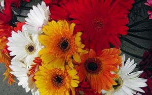 Preview wallpaper gerbera, flower, bouquet, different, bright