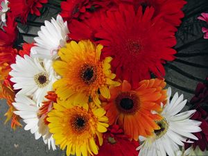 Preview wallpaper gerbera, flower, bouquet, different, bright