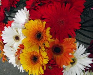 Preview wallpaper gerbera, flower, bouquet, different, bright