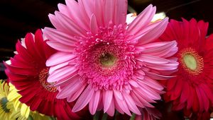 Preview wallpaper gerbera, flower, bouquet, lots, close-up