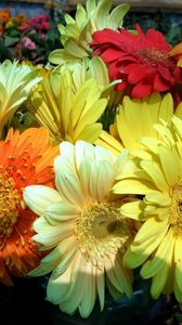 Preview wallpaper gerbera, flower, bouquet, bright, close-up