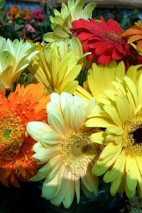 Preview wallpaper gerbera, flower, bouquet, bright, close-up