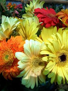 Preview wallpaper gerbera, flower, bouquet, bright, close-up