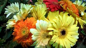 Preview wallpaper gerbera, flower, bouquet, bright, close-up
