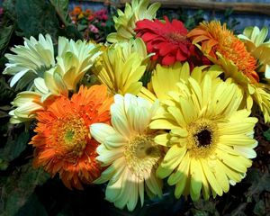 Preview wallpaper gerbera, flower, bouquet, bright, close-up