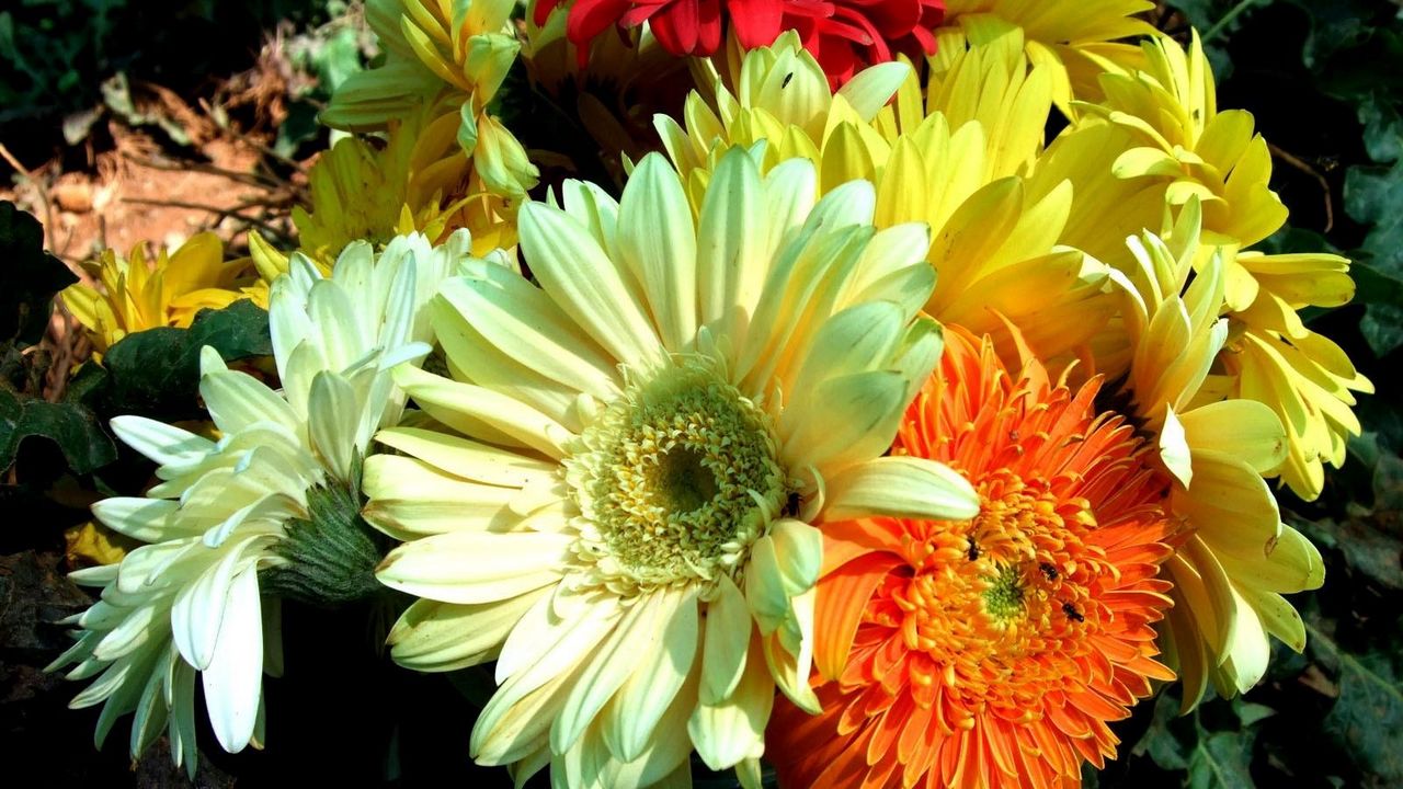 Wallpaper Gerbera Flower Bouquet Close Up Bright Hd Picture Image 