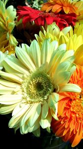 Preview wallpaper gerbera, flower, bouquet, close-up, bright