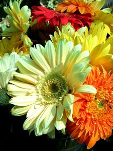 Preview wallpaper gerbera, flower, bouquet, close-up, bright