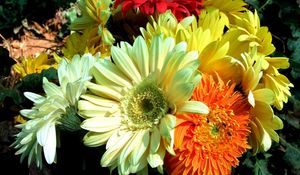 Preview wallpaper gerbera, flower, bouquet, close-up, bright