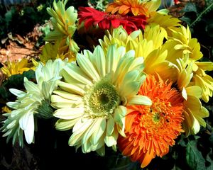 Preview wallpaper gerbera, flower, bouquet, close-up, bright